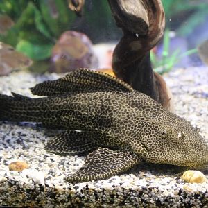 Plecostomus Catfish