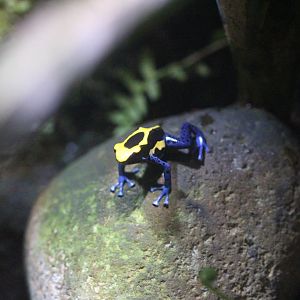 Dying Poison Arrow Frog