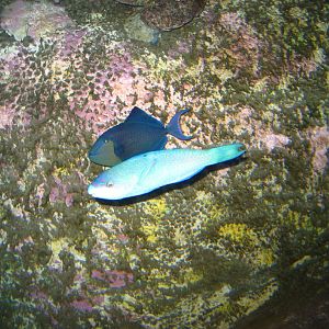 Redtooth Triggerfish and Violet-lined Parrotfish