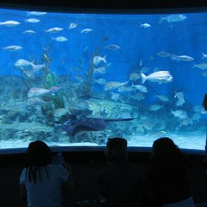 Oceanarium