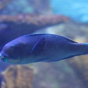 Parrotfish
