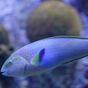Sunset Wrasse