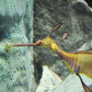 Weedy Seadragon