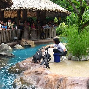 Penguin Coast - African Penguin feeding