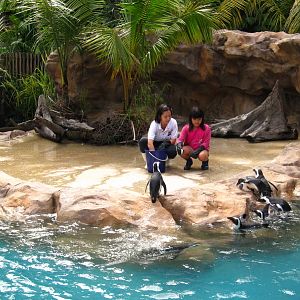 Penguin Coast - African Penguin feeding