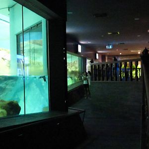 Penguin Coast - Indoor Penguin exhibit