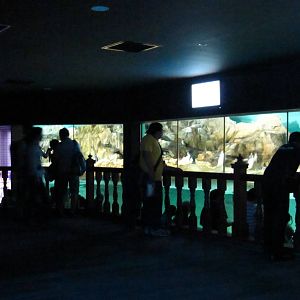 Penguin Coast - Indoor Penguin exhibit