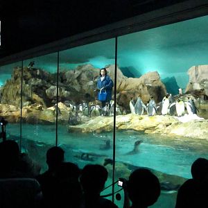 Penguin Coast - Indoor Penguin exhibit feeding