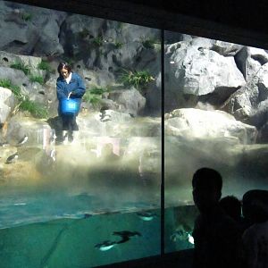 Penguin Coast - Indoor Penguin exhibit feeding