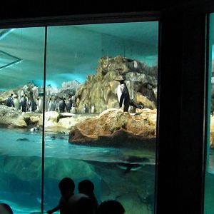 Penguin Coast - Indoor Penguin exhibit