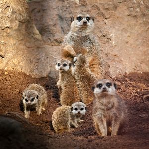 Meerkat family with four cubs