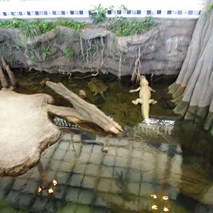 Claude the Albino Alligator