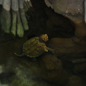 Alligator Snapping Turtle