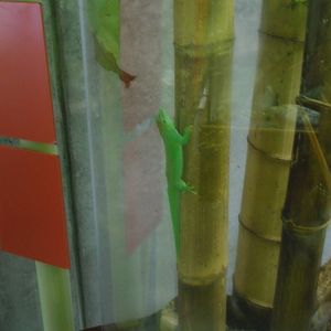 Day gecko