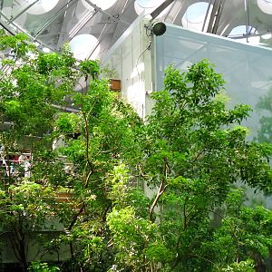 Inside the Rainforest Sphere