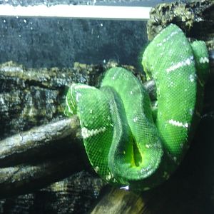 Emeral Tree boa