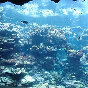The World's deepest reef at the Steinhart Aquarium