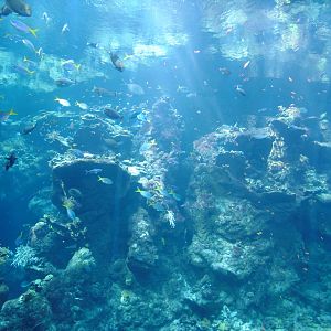 The World's deepest reef at the Steinhart Aquarium