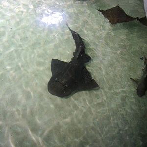 Banjo Guitarfish