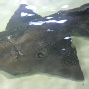 Banjo Guitarfish