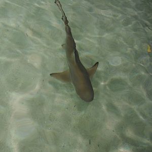Reef Shark (White tip?)