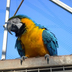 Blue And Gold Macaw.