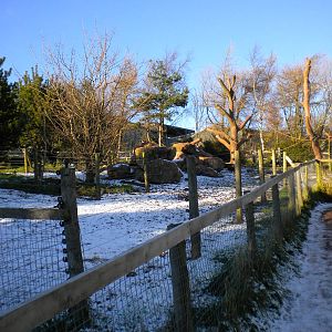Pygmy Hippo Enclosure.