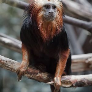 Golden-headed Lion Tamarin - 09/12/2010