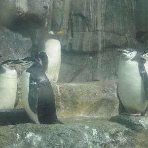 Central Park Zoo 2010 - Gentoo and Chinstrap Penguins in Polar Seabirds