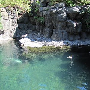 Central Park Zoo 2010 - Part of Common Seal exhibit