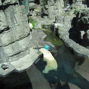 Central Park Zoo 2010 - Polar Bears seen from above