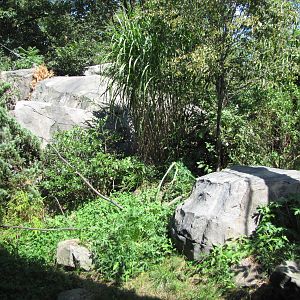 Central Park Zoo 2010 - Part of Snow Leopard exhibit