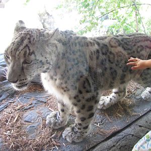 Central Park Zoo 2010 - Snow Leopard