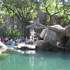 Central Park Zoo 2010 - Feeding in the historic Sea Lion Pool