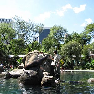 Central Park Zoo 2010 - Feeding in the historic Sea Lion Pool