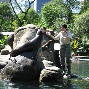 Central Park Zoo 2010 - Feeding in the historic Sea Lion Pool