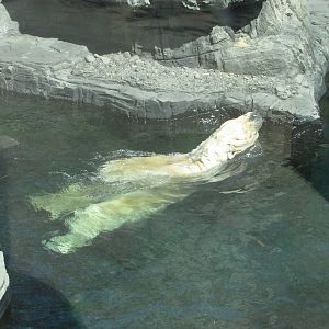 Central Park Zoo 2010 - Polar Bear backswim