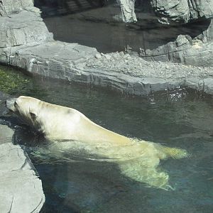 Central Park Zoo 2010 - Polar Bear in the water