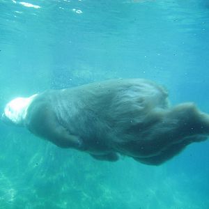 Central Park Zoo 2010 - Polar Bear underwater