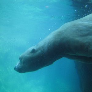 Central Park Zoo 2010 - Polar Bear underwater