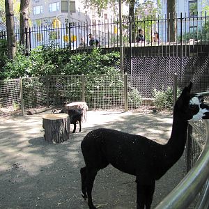 Central Park Zoo 2010 - Llama and goat in Tisch Childrens Zoo