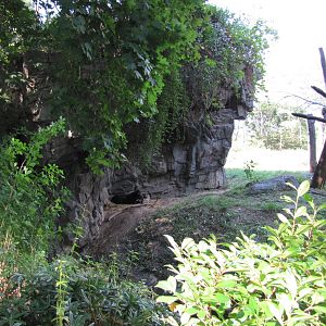 Queens Zoo 2010 - Part of very nice Spectacled Bear exhibit