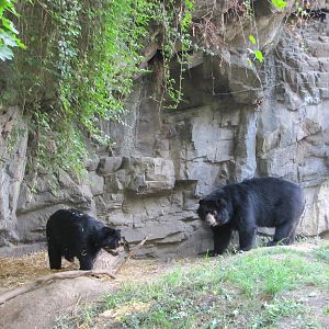 Queens Zoo 2010 - Spectacled Bear mating game