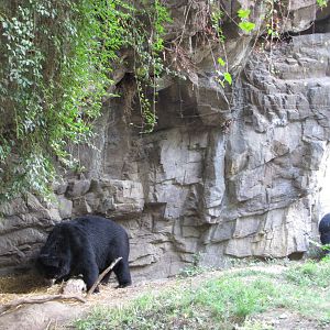 Queens Zoo 2010 - Spectacled Bear mating game