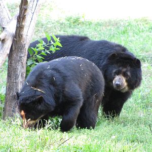 Queens Zoo 2010 - Spectacled Bear mating game