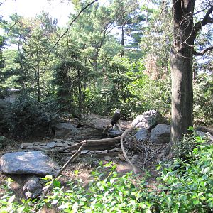 Queens Zoo 2010 - Bald Eagle exhibit