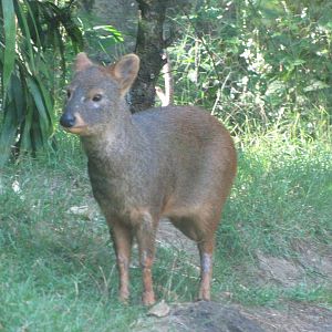 Queens Zoo 2010 - Southern Pudu