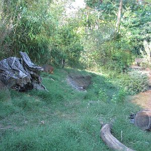 Queens Zoo 2010 - Inside Southern Pudu exhibit