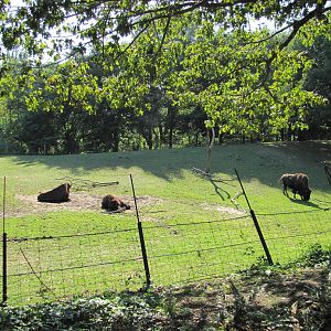 Queens Zoo 2010 - Part of enclosure for American Bison and Pronghorn