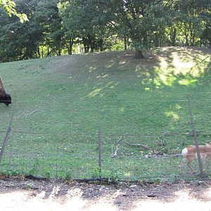 Queens Zoo 2010 - Part of enclosure for American Bison and Pronghorn